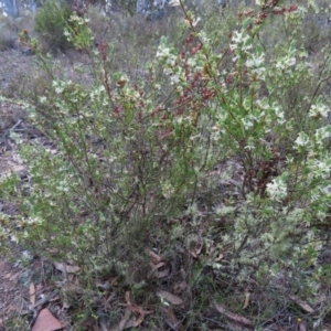 Brachyloma daphnoides at Carwoola, NSW - 2 Oct 2023