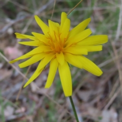 Microseris walteri (Yam Daisy, Murnong) at Cuumbeun Nature Reserve - 2 Oct 2023 by MatthewFrawley