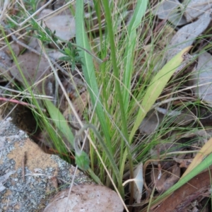 Microseris walteri at Carwoola, NSW - 2 Oct 2023