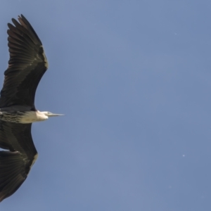 Ardea pacifica at Fyshwick, ACT - 3 Oct 2023 11:02 AM