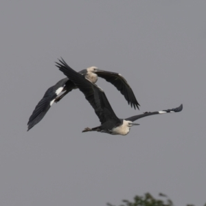 Ardea pacifica at Fyshwick, ACT - 3 Oct 2023 11:02 AM