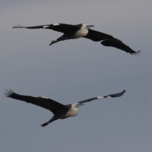 Ardea pacifica at Fyshwick, ACT - 3 Oct 2023 11:02 AM