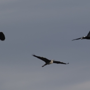 Ardea pacifica at Fyshwick, ACT - 3 Oct 2023 11:02 AM