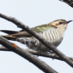 Chrysococcyx basalis (Horsfield's Bronze-Cuckoo) at Stromlo, ACT - 2 Oct 2023 by JohnBundock