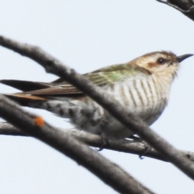 Chrysococcyx basalis (Horsfield's Bronze-Cuckoo) at Stony Creek - 3 Oct 2023 by JohnBundock