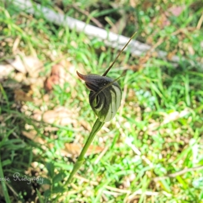 Pterostylis pedunculata (Maroonhood) at Rossi, NSW - 30 Sep 2023 by BarrieR