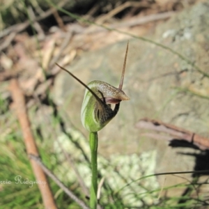 Pterostylis pedunculata at Rossi, NSW - 30 Sep 2023