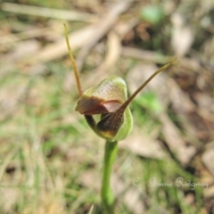 Pterostylis pedunculata at Rossi, NSW - 30 Sep 2023