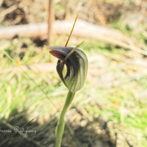 Pterostylis pedunculata at Rossi, NSW - 30 Sep 2023