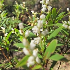 Leucopogon affinis (Lance Beard-heath) at Rossi, NSW - 30 Sep 2023 by BarrieR