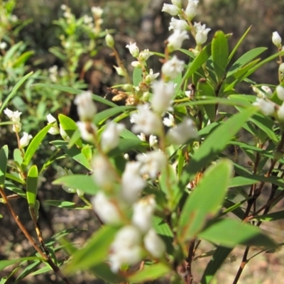 Leucopogon affinis (Lance Beard-heath) at Tallaganda National Park - 30 Sep 2023 by BarrieR