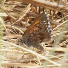 Lucia limbaria (Chequered Copper) at Stony Creek - 3 Oct 2023 by JohnBundock