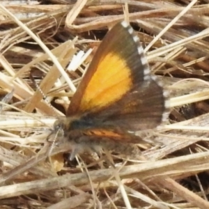 Lucia limbaria at Stromlo, ACT - 3 Oct 2023 11:45 AM