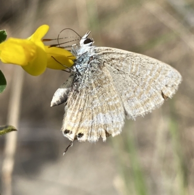 Lampides boeticus (Long-tailed Pea-blue) at QPRC LGA - 3 Oct 2023 by Steve_Bok