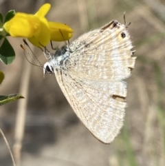 Lampides boeticus at Jerrabomberra, NSW - 3 Oct 2023 02:47 PM