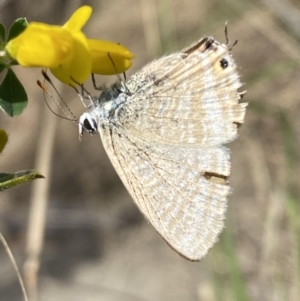 Lampides boeticus at Jerrabomberra, NSW - 3 Oct 2023 02:47 PM