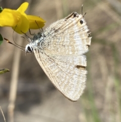 Lampides boeticus at Jerrabomberra, NSW - 3 Oct 2023 02:47 PM