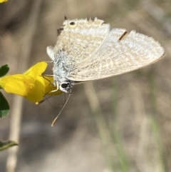 Lampides boeticus at Jerrabomberra, NSW - 3 Oct 2023 02:47 PM