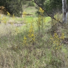 Genista monspessulana (Cape Broom, Montpellier Broom) at Jerrabomberra, NSW - 3 Oct 2023 by SteveBorkowskis