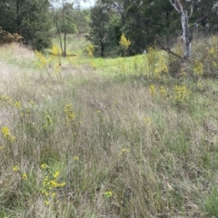 Genista monspessulana at Jerrabomberra, NSW - 3 Oct 2023