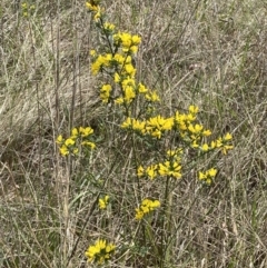 Genista monspessulana at Jerrabomberra, NSW - 3 Oct 2023