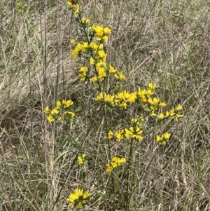 Genista monspessulana at Jerrabomberra, NSW - 3 Oct 2023