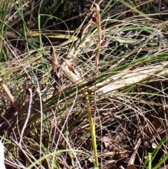 Lyperanthus suaveolens (Brown Beaks) at Belconnen, ACT - 30 Sep 2023 by CathB