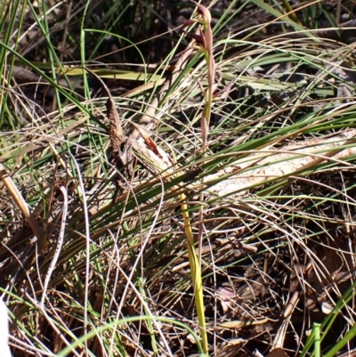 Lyperanthus suaveolens (Brown Beaks) at Aranda Bushland - 30 Sep 2023 by CathB