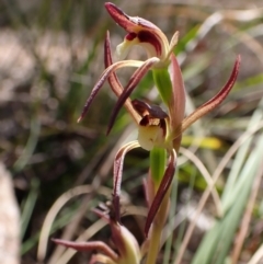 Lyperanthus suaveolens at Belconnen, ACT - 1 Oct 2023