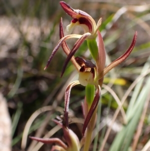 Lyperanthus suaveolens at Belconnen, ACT - 1 Oct 2023