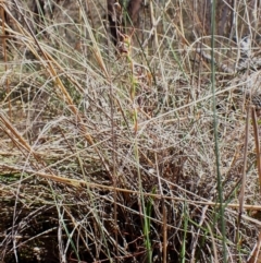 Lyperanthus suaveolens at Belconnen, ACT - 1 Oct 2023