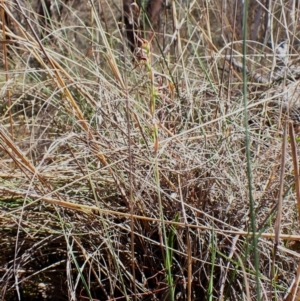 Lyperanthus suaveolens at Belconnen, ACT - 1 Oct 2023