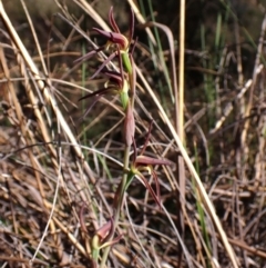 Lyperanthus suaveolens at Belconnen, ACT - 1 Oct 2023