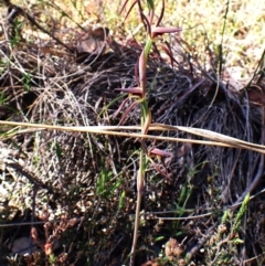 Lyperanthus suaveolens at Belconnen, ACT - 1 Oct 2023