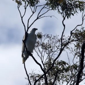 Haliaeetus leucogaster at Yarrow, NSW - 2 Oct 2023