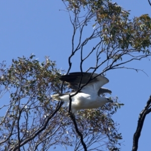 Haliaeetus leucogaster at Yarrow, NSW - suppressed