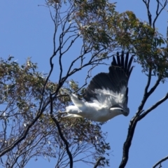 Haliaeetus leucogaster at Yarrow, NSW - 2 Oct 2023