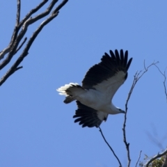 Haliaeetus leucogaster at Yarrow, NSW - 2 Oct 2023