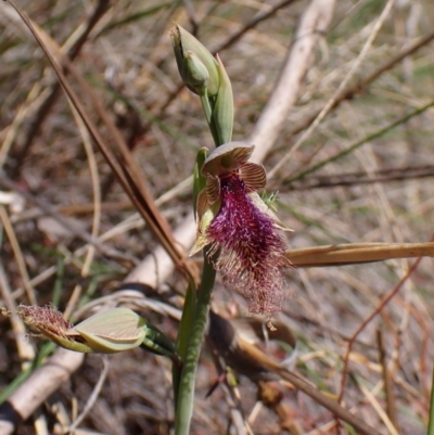 Calochilus platychilus (Purple Beard Orchid) at Belconnen, ACT - 1 Oct 2023 by CathB