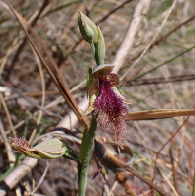 Calochilus platychilus (Purple Beard Orchid) at Aranda Bushland - 1 Oct 2023 by CathB