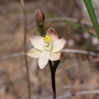 Thelymitra carnea (Tiny Sun Orchid) at Belconnen, ACT - 1 Oct 2023 by CathB