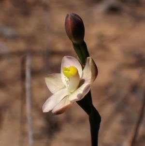 Thelymitra carnea at Belconnen, ACT - 1 Oct 2023