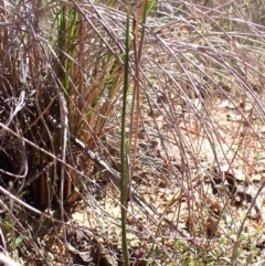 Thelymitra carnea at Belconnen, ACT - 1 Oct 2023