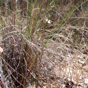 Thelymitra carnea at Belconnen, ACT - 1 Oct 2023