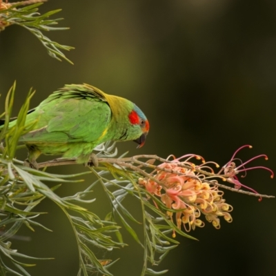 Glossopsitta concinna (Musk Lorikeet) at Bega, NSW - 3 Oct 2023 by trevsci