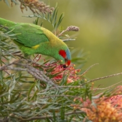 Glossopsitta concinna at Bega, NSW - 3 Oct 2023