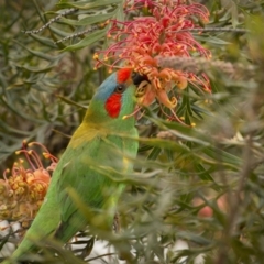 Glossopsitta concinna at Bega, NSW - 3 Oct 2023