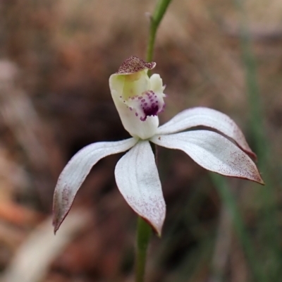 Caladenia moschata (Musky Caps) at Belconnen, ACT - 2 Oct 2023 by CathB