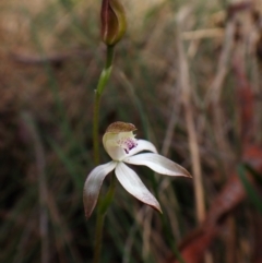 Caladenia moschata at Belconnen, ACT - 2 Oct 2023