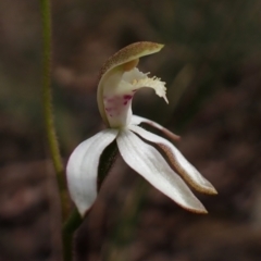 Caladenia moschata at Belconnen, ACT - 2 Oct 2023